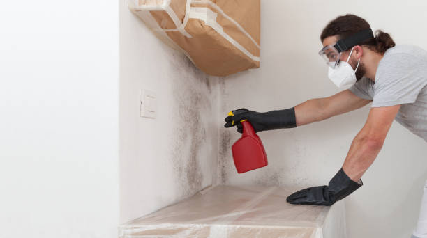 Professional Mold Inspection technician working in Levering, MI