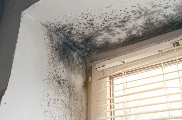 Trusted Mold Inspection service in Levering, MI - Cheap Mold Removal
