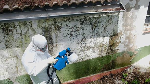 Top rated local Basement Mold Removal specialists in Levering, MI
